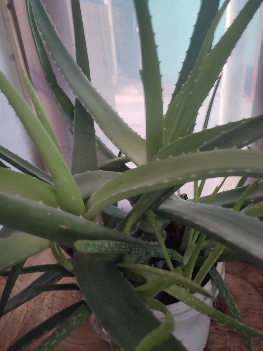 Лечебное алоэ вера