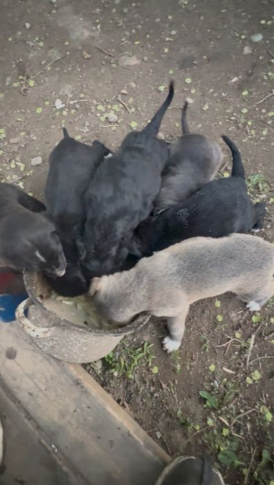 Қумай тазы кушиктер сатылады срочно