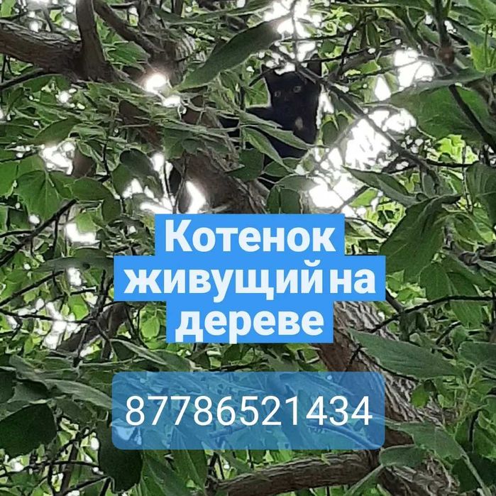 Красивый котенок ищет дом