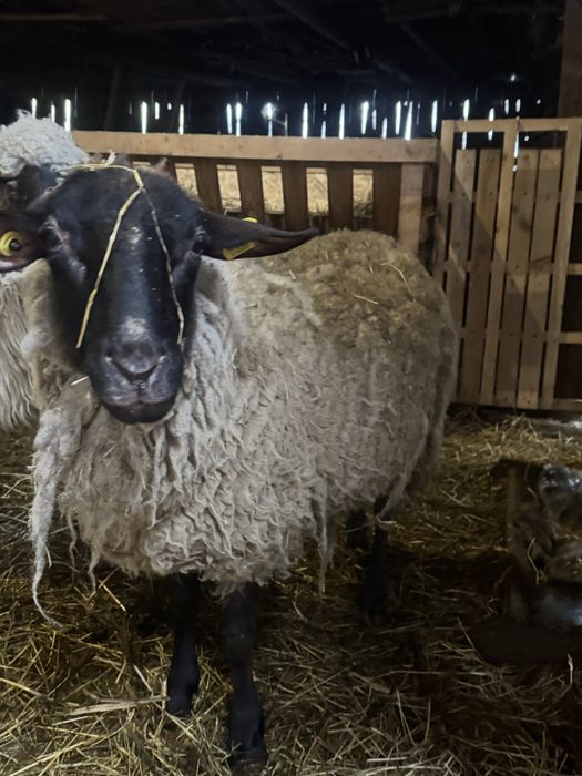 Oaie Suffolk cu un berbecuț!