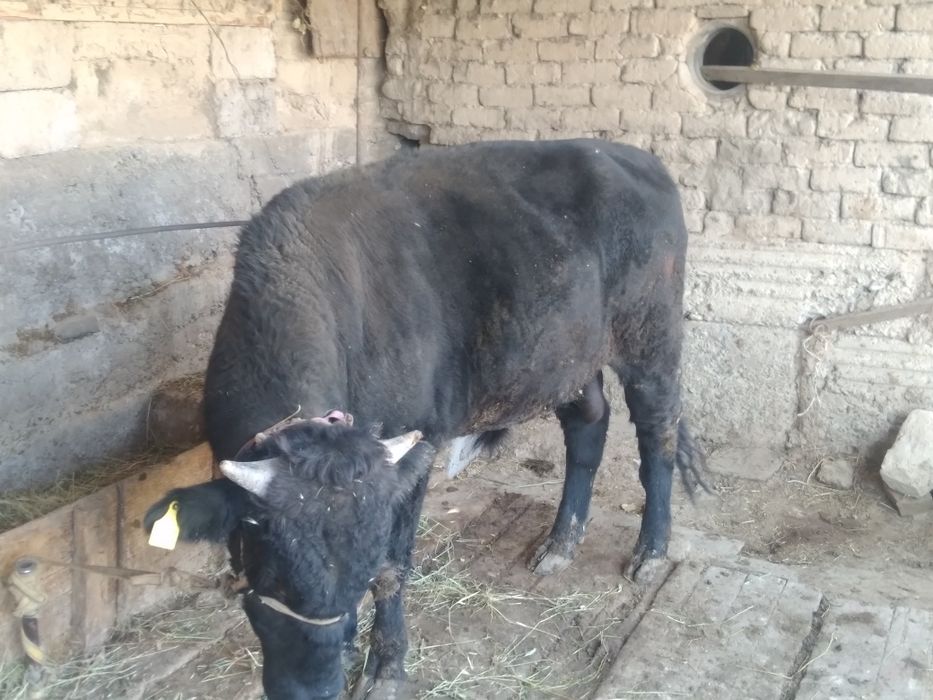 Огиз 2 жасар жемде турган