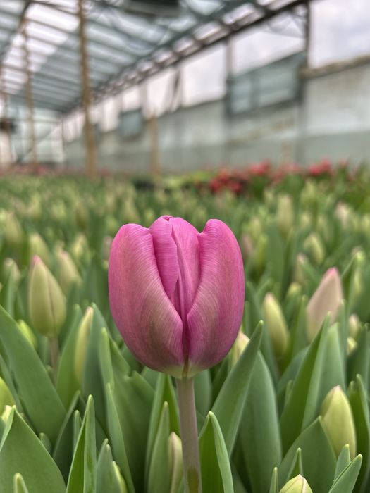 Тюльпаны оптом