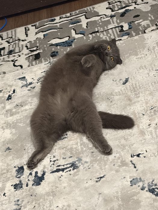 Scottish Fold mushuk sotiladi (qiz bola, 1 yosh)