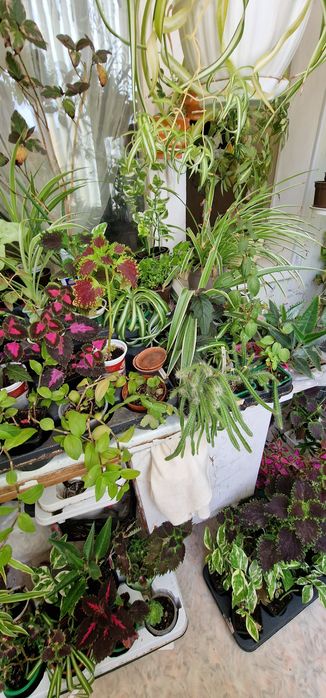 Цветы выращенные с любовью