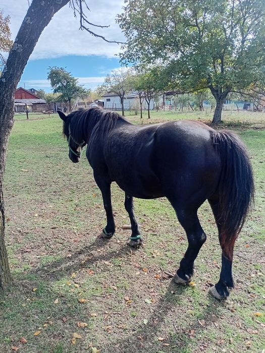 Vind iapà cuminte gestalt virstà8 ani