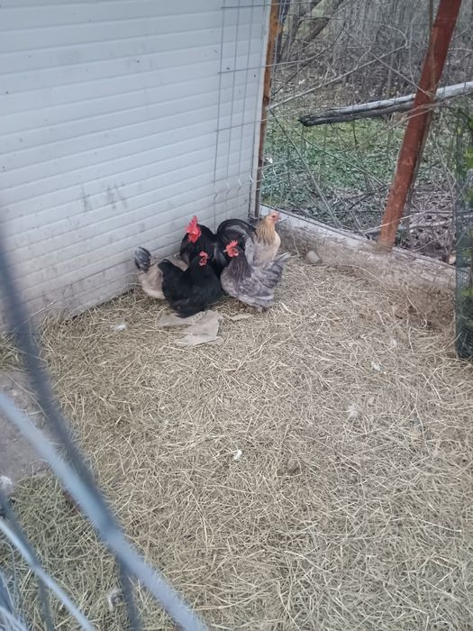 Mii de flori 2+1 și bantham 4+1