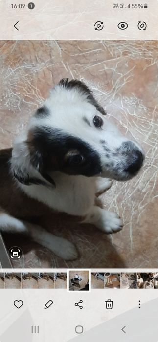 Щенки в добрые руки