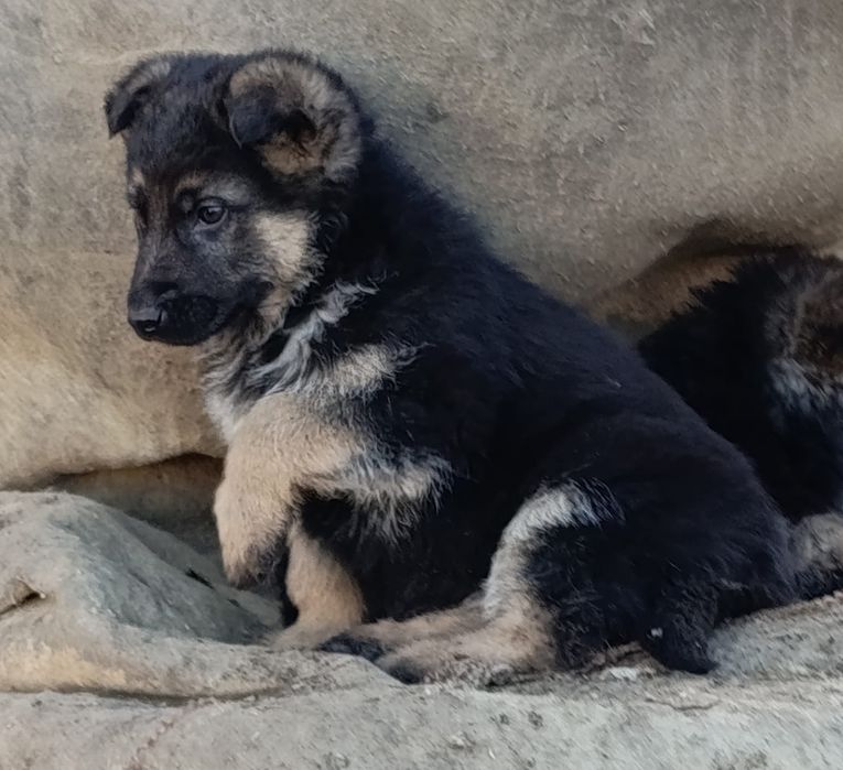 Щенки  немецкой овчарки