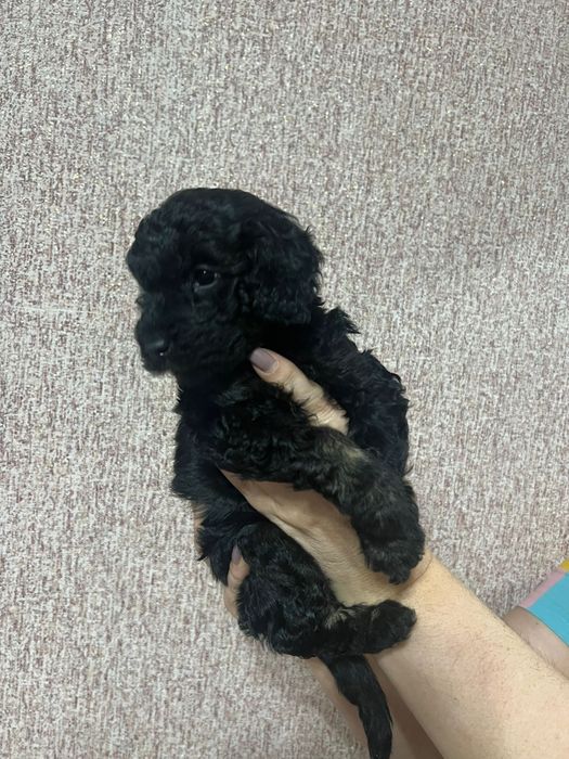 Карликовый пудель