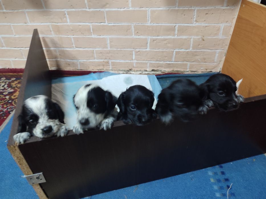 Продам щенят спаниеля