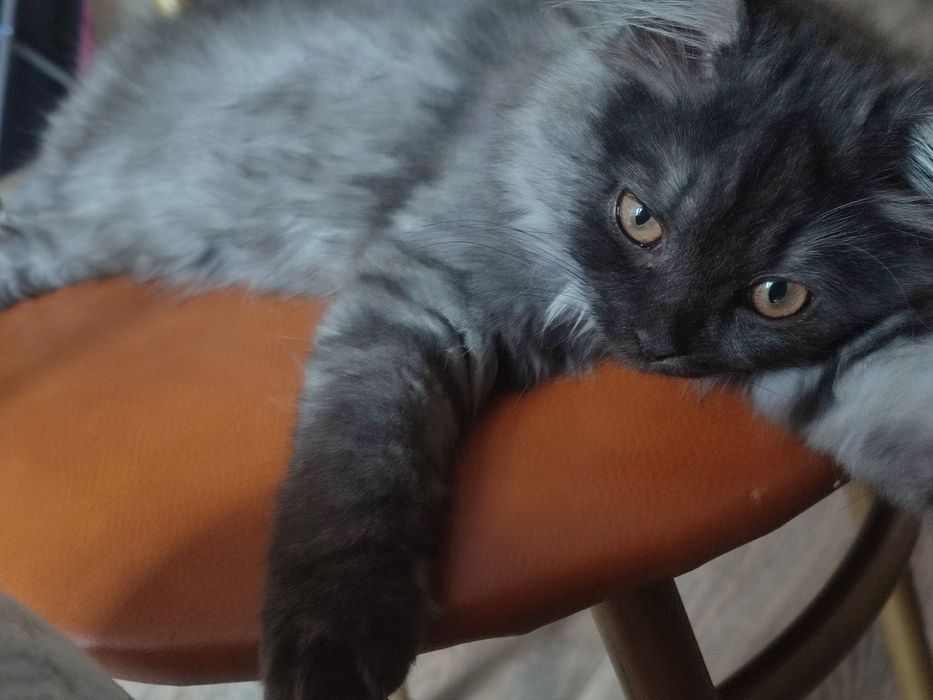 Кошка в добрые руки