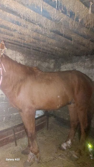 Айгыр Сатам.Продам жеребца