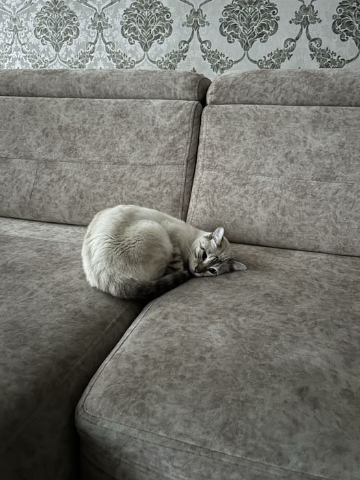 Бенгальская кошка