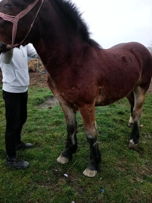 Vând un mânz de un an jumate, foarte bun la căruță blând fara hibă