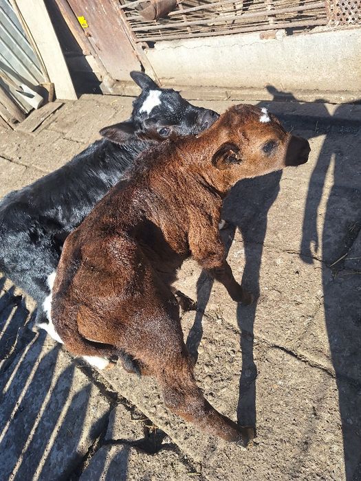 Vând doi viței.  Vârstă de 2 săptămâni!