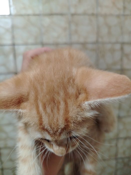 Отдам рыжего котёнка