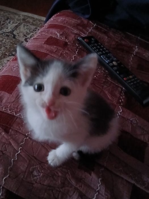 Домашние животные