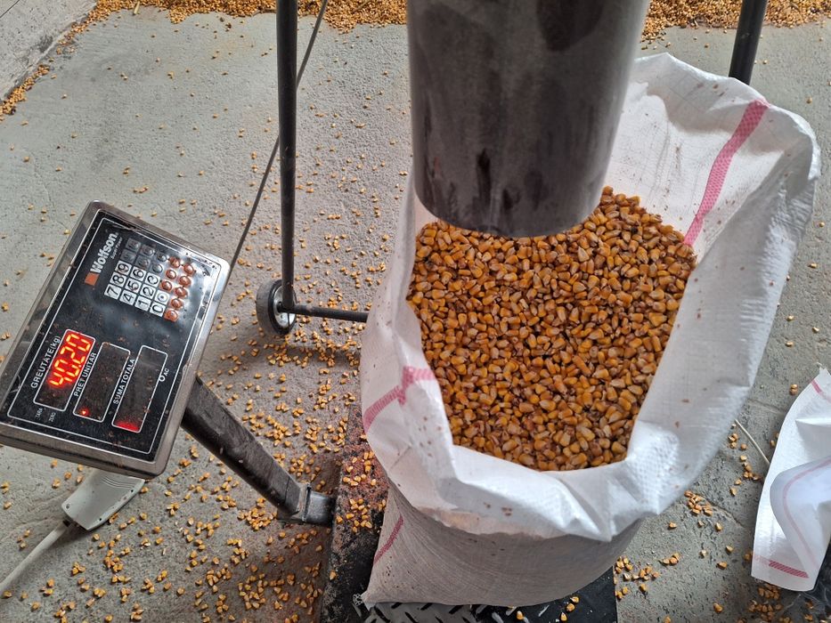 Cereale la comandă Porumb Grau orz Aduc la domiciliu  Gratuit 1,25kg