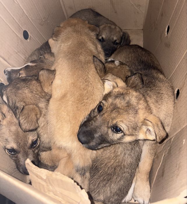 Отдам щенят в добрые руки