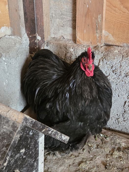 Vând cocoși pitici