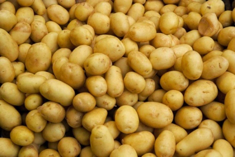 Продам картофель семенной
