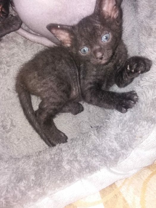 Канадские котята 1 месяц.