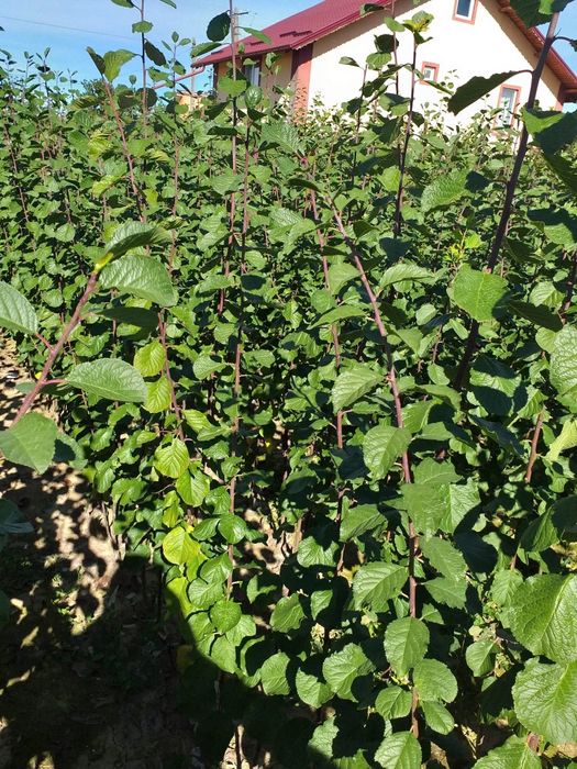 Pomi fructiferi diferite soiuri disponibili Simburesti olt!