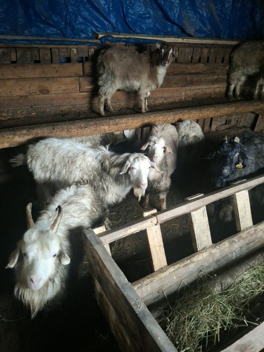 Продам коз 11 штук