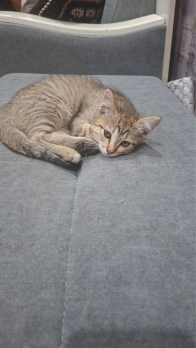 Отдам котят милашек