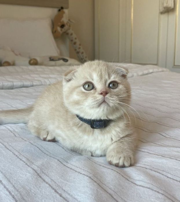 Продам шотландских котят