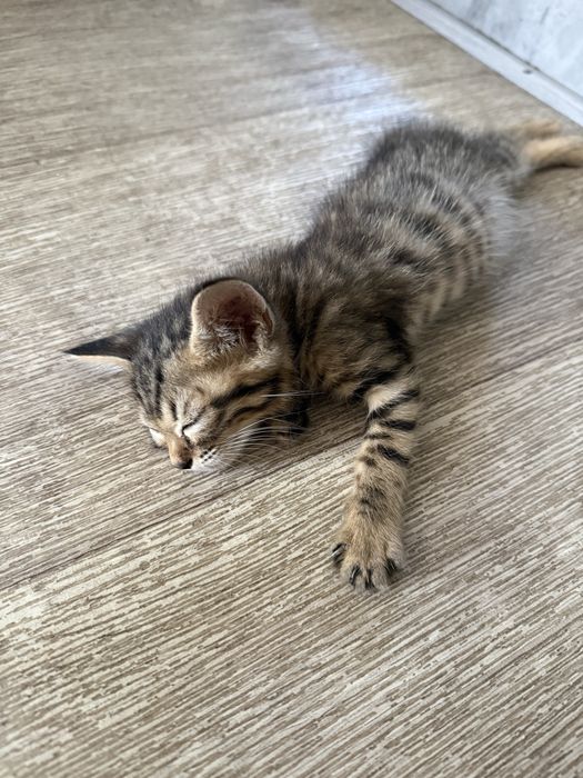 Котята в самые заботливые руки