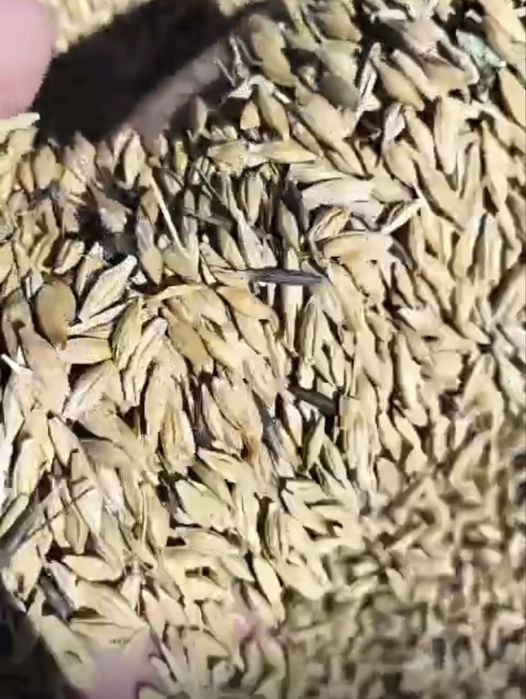 Пшеница ячмень арпа бидай