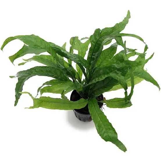 Acvariu 350L + dulap de baza, Set complet pt. pesti sau testoasa.