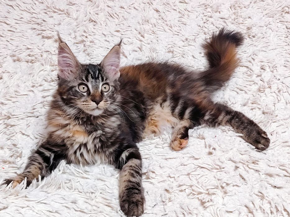 Котенок Мейн Кун