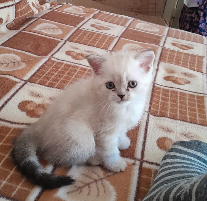 Британские котята