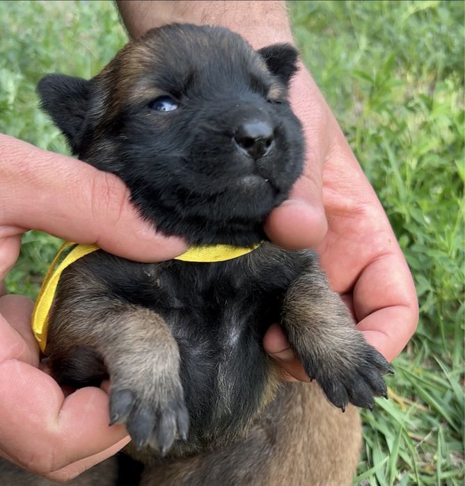 Щенки бельгийской овчарки малинуа