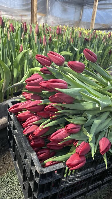 Тюльпаны Тюльпаны