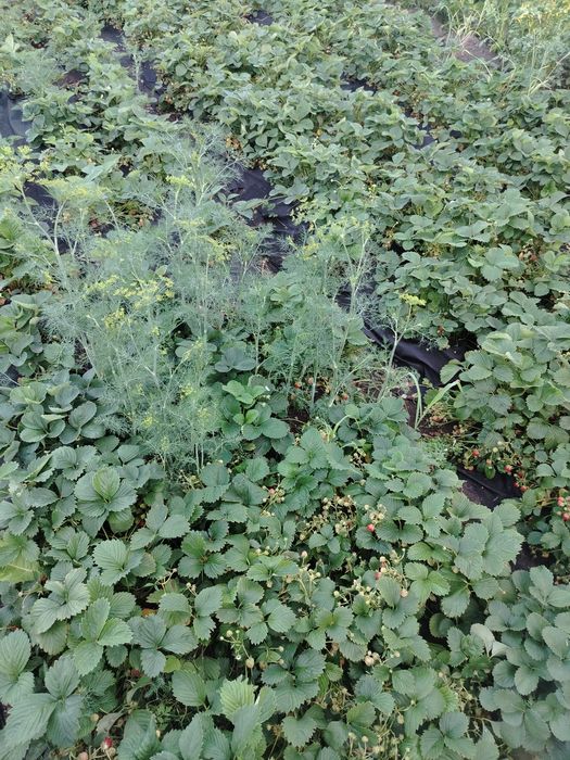 Продам рассаду ремонтантной клубники