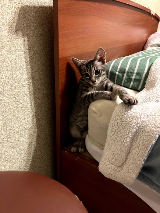котята в любящую семью