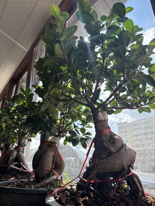 Бонсай дерево миллионера