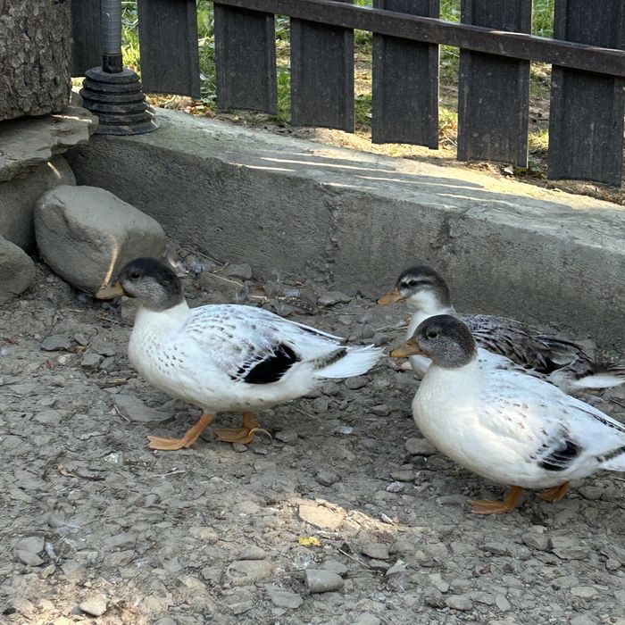 Familie Rațe pitice olandeze
