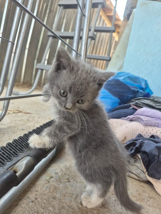 Котята смесь британской