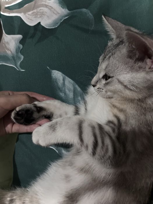 Котенок мальчик 4 месяца с красивым окрасом