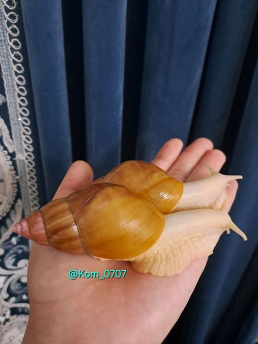 Улитка ахатина радация албинос