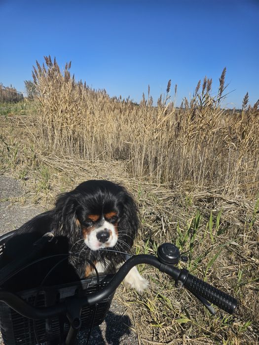 Вязка-кавалер_кинг_чарльз_спаниэль
