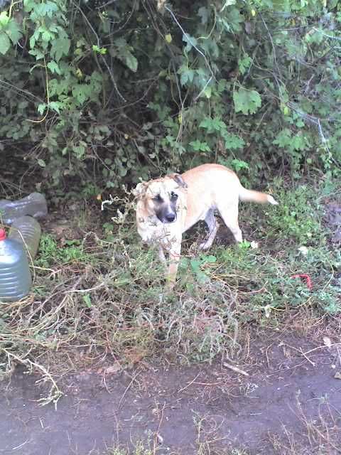 Собака в добрые руки