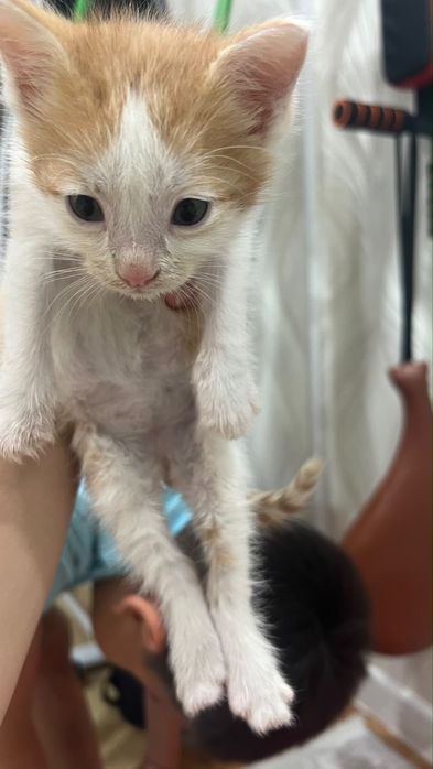 котенок бесплатно