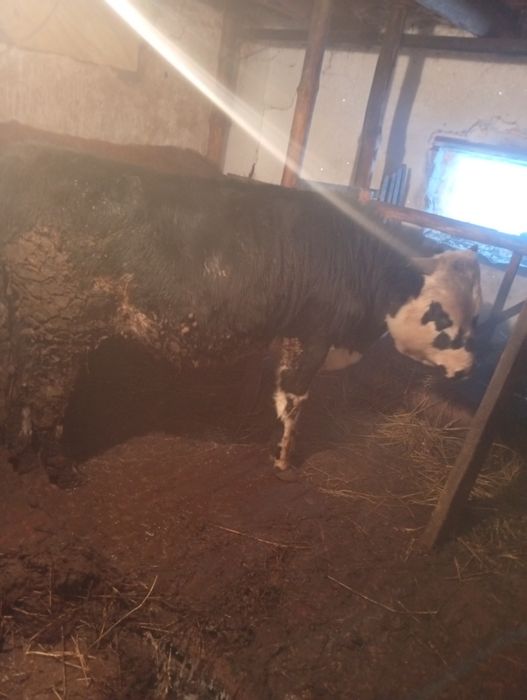 Продам три быка с откорма упитанныйе