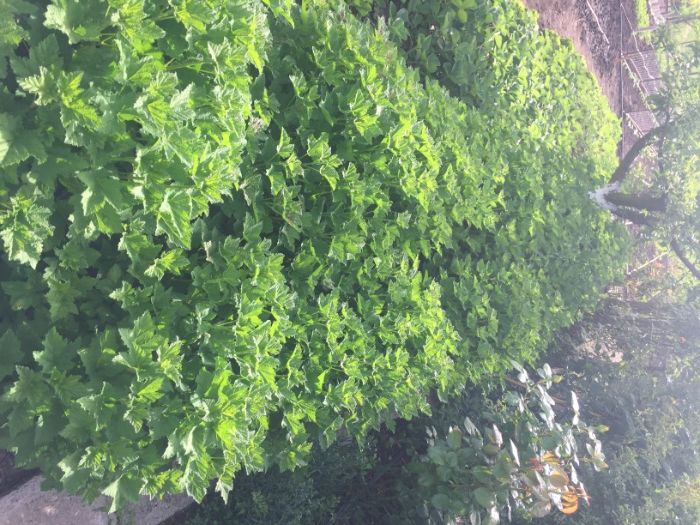 касис/червено френско грозде/ разсад