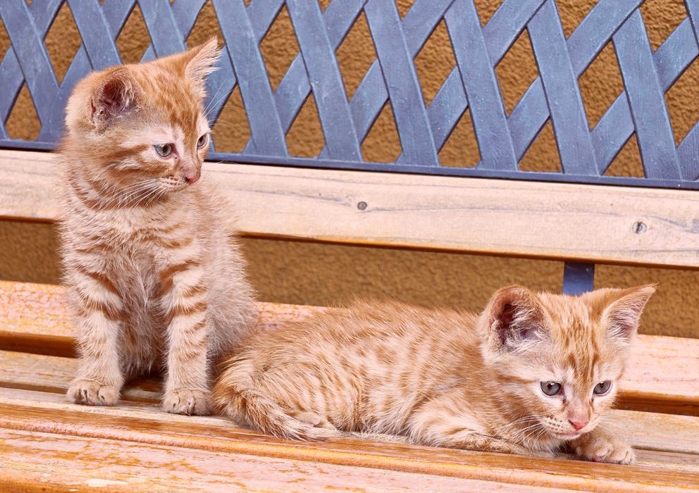 Подарявам котенца на 2 месеца + Пакет храна за 1 месец